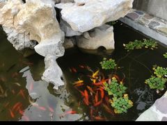 -呼吸森林·生态农庄农家乐私房菜