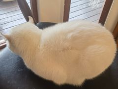 -有猫主题·治愈系猫咖(曾厝垵店)