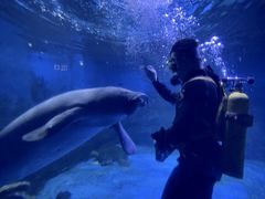 -烟台海昌鲸鲨海洋公园