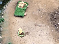 -呀路古热带植物园