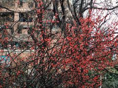 -成都市活水公园
