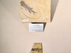 -甘肃地质博物馆