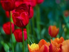 -国家植物园南园