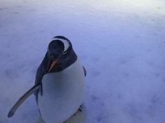 -芜湖新华联大白鲸海洋公园