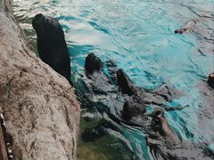 -珠海长隆海洋王国
