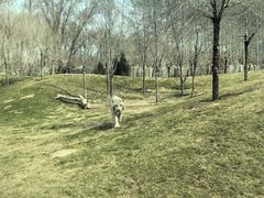 -北京野生动物园