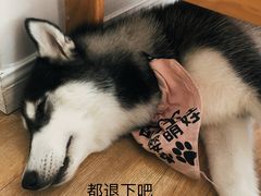 -Husky Go! 哈士奇体验馆·宠物咖啡厅狗咖