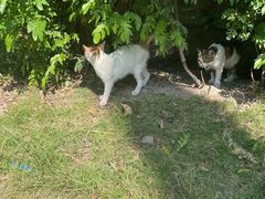 -火车头法国西餐厅