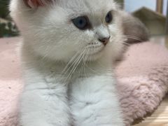 -屋虎猫馆(宝安大仟里店)