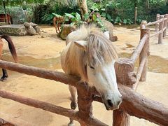 -海南热带野生动植物园