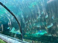 -悉尼海洋生物水族馆