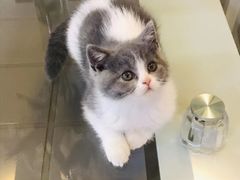 -关爱宠物医院·猫科中心·消化科(滨湖万达分院)