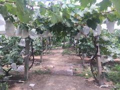 -马陆小张葡萄园农家乐