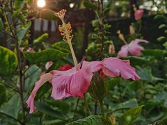 -深圳国际园林花卉博览园