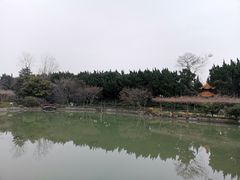 -嘉定紫藤园