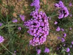 iphone_upload_pic-北京东方普罗旺斯薰衣草庄园