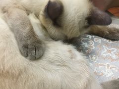 -芭比堂动物医院·24小时·眼科中心(深圳中心)