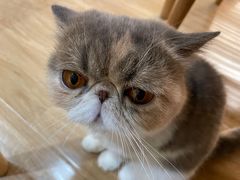 -滚猫咖啡·猫咖·猫友好撸猫(未来城店)