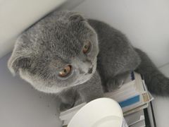 -芭比堂动物医院·犬猫全科·异宠专科(雁塔分院)