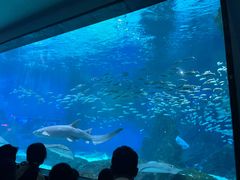 -海合安成都极地海洋公园