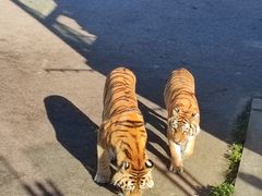 -大连森林动物园