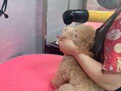 -宠福鑫康馨动物医院·骨科·眼科