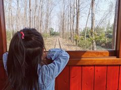 -合肥滨湖国家森林公园