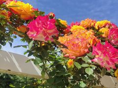 -名花谷生态庄园