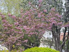 -桃花堤公园