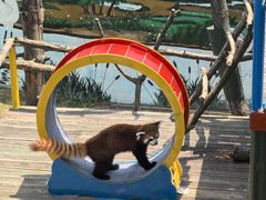 -西霞口神雕山野生动物世界