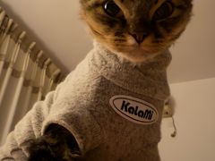 -帕帕拉兹宠物(亚洲旗舰店)