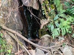 -东莞市大岭山森林公园