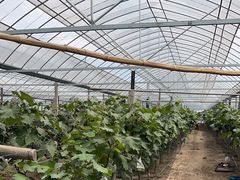 -马陆小张葡萄园农家乐