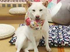 -柴迷FANS CLUB·柴犬狗咖·猫咖