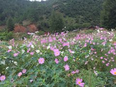 -丽江泸沽湖景区-里格半岛
