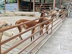 -栾川竹海野生动物园