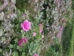 -洛阳郁金香牡丹园