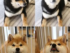 -南京Hallo宠物乐园·哈罗犬舍·柴犬繁育基地