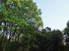 -南山植物园