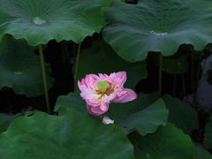 -木塔寺遗址生态公园
