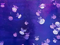 -石家庄极地海洋世界