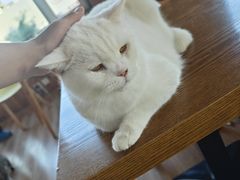 -猫的茶·猫咖