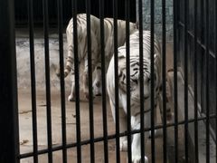 -广东茂名森林公园