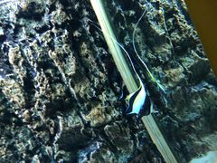 -北戴河圣蓝海洋公园