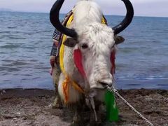 -青海湖国家重点风景名胜区