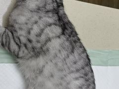 -爱侣·安琦尔宠物医院·中兽医针灸·心内科·狂犬免疫点(宝山区院)