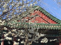 -颐和园