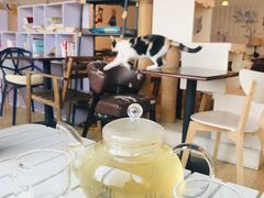 大堂-Cappucimeow猫咪咖啡馆(韦伯时代店)