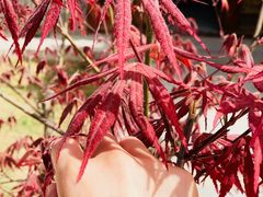 -渭南桃花源民俗文化园