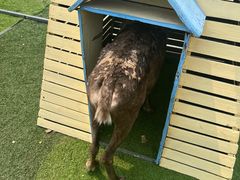 -北京鹿世界主题园